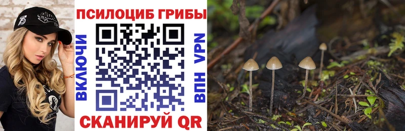 Галлюциногенные грибы Psilocybe  Трубчевск 